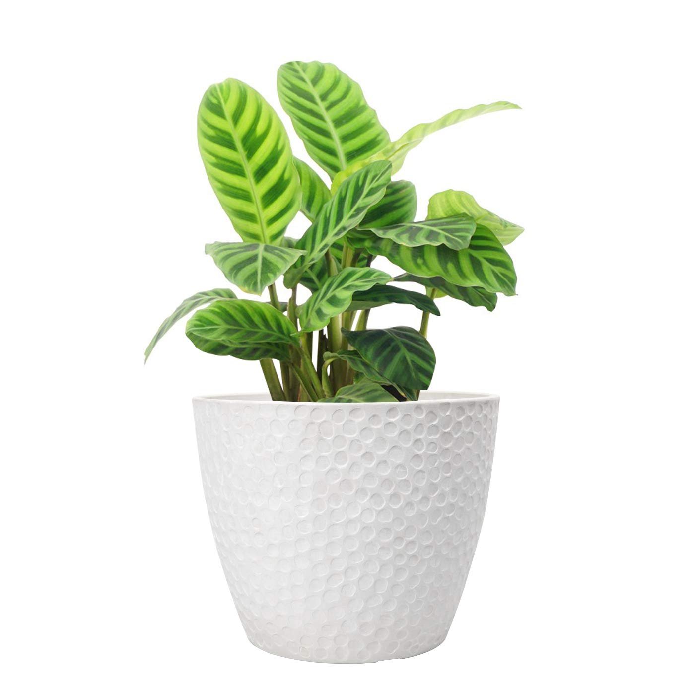 Jade Plant Mini