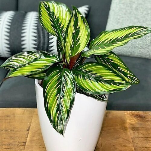 Jade Plant Mini